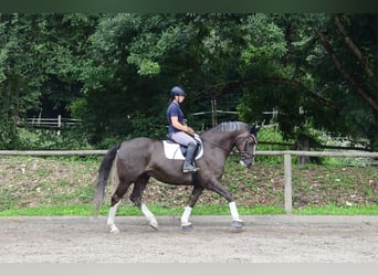 Other Warmbloods, Gelding, 10 years, 16,1 hh, Chestnut-Red