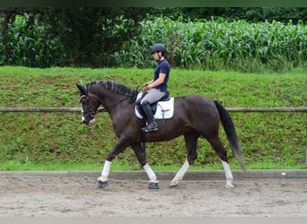 Other Warmbloods, Gelding, 10 years, 16,1 hh, Chestnut-Red