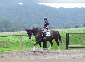 Other Warmbloods, Gelding, 10 years, 16,1 hh, Chestnut-Red