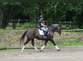Other Warmbloods, Gelding, 10 years, 16,1 hh, Chestnut-Red