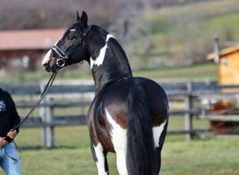 Other Warmbloods, Gelding, 10 years, 16,1 hh, Pinto