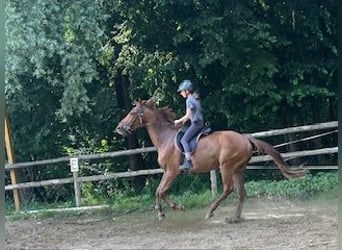 Other Warmbloods Mix, Gelding, 10 years, 16,2 hh, Chestnut-Red