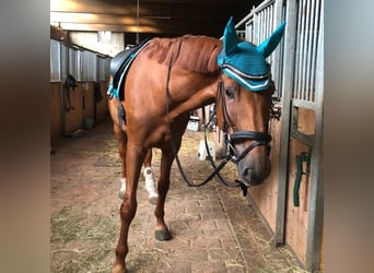 Other Warmbloods, Gelding, 10 years, 17 hh, Chestnut-Red