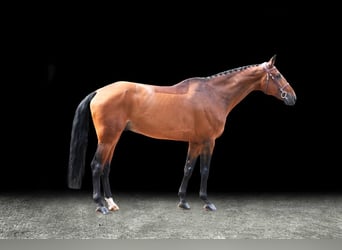 Other Warmbloods, Gelding, 10 years, Brown