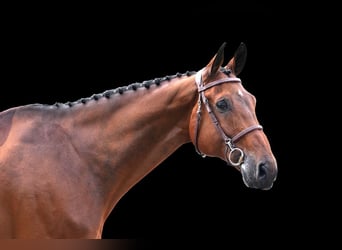 Other Warmbloods, Gelding, 10 years, Brown