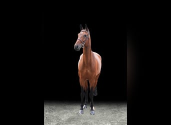 Other Warmbloods, Gelding, 10 years, Brown