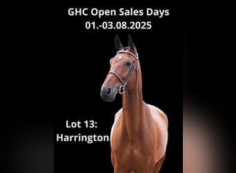 Other Warmbloods, Gelding, 10 years, Brown