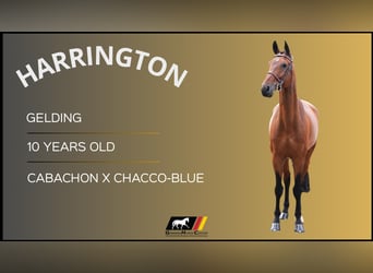 Other Warmbloods, Gelding, 10 years, Brown