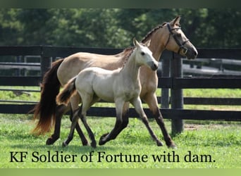 Other Warmbloods, Gelding, 10 years, Buckskin