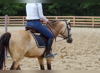 Other Warmbloods, Gelding, 10 years, Buckskin