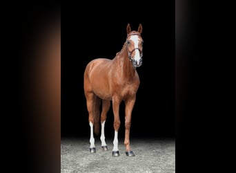 Other Warmbloods, Gelding, 10 years, Chestnut-Red