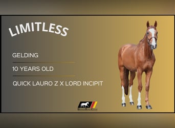 Other Warmbloods, Gelding, 10 years, Chestnut-Red