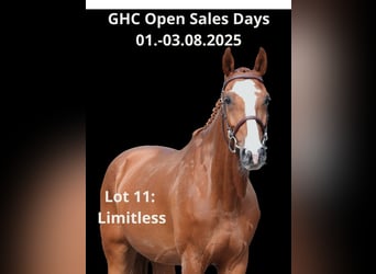 Other Warmbloods, Gelding, 10 years, Chestnut-Red