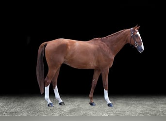 Other Warmbloods, Gelding, 10 years, Chestnut-Red
