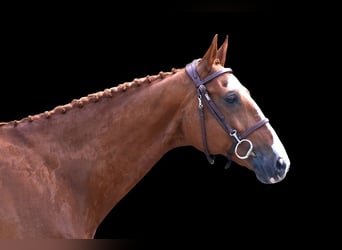 Other Warmbloods, Gelding, 10 years, Chestnut-Red