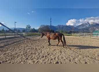 Other Warmbloods, Gelding, 11 years, 14,3 hh, Brown