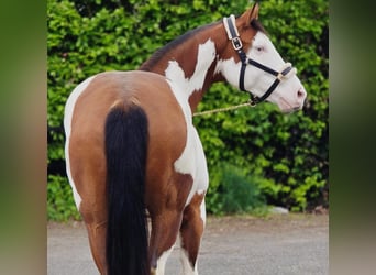 Other Warmbloods, Gelding, 11 years, 15.2 hh, Overo-all-colors
