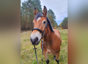 Other Warmbloods Mix, Gelding, 11 years, 15,3 hh, Brown