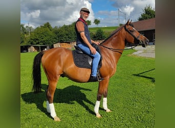 Other Warmbloods, Gelding, 11 years, 16 hh, Brown