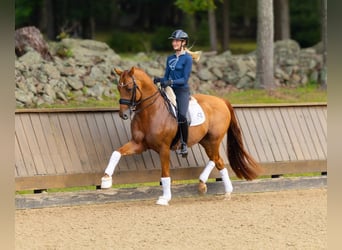 Other Warmbloods, Gelding, 11 years, 16 hh, Chestnut