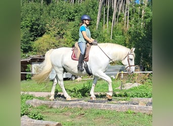 Other Warmbloods, Gelding, 11 years, 16 hh, Grey