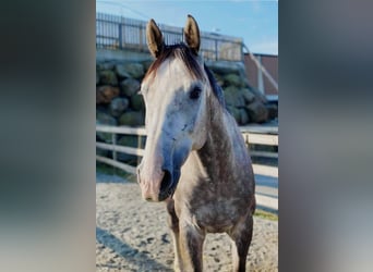 Other Warmbloods, Gelding, 11 years, 16,2 hh, Grey