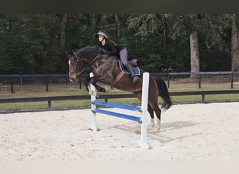 Other Warmbloods, Gelding, 11 years, 16,3 hh, Bay