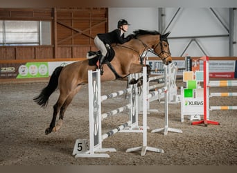 Other Warmbloods, Gelding, 11 years, 17.2 hh, Brown