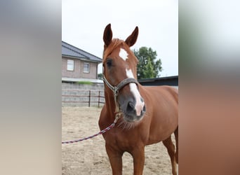 Other Warmbloods, Gelding, 11 years, 17,1 hh, Chestnut-Red