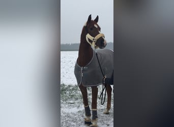 Other Warmbloods, Gelding, 11 years, 17,1 hh, Chestnut-Red