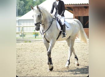 Other Warmbloods, Gelding, 11 years, 18 hh, Grey