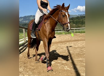 Other Warmbloods, Gelding, 12 years, 15,1 hh, Chestnut-Red