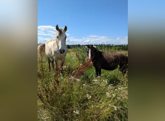 Other Warmbloods, Gelding, 12 years, 15.1 hh, Grey-Dark-Tan