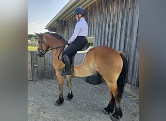 Other Warmbloods Mix, Gelding, 12 years, 15,1 hh, Brown