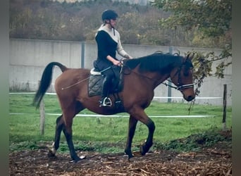 Other Warmbloods, Gelding, 12 years, 15,1 hh, Brown