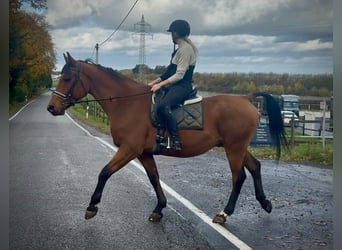 Other Warmbloods, Gelding, 12 years, 15,1 hh, Brown