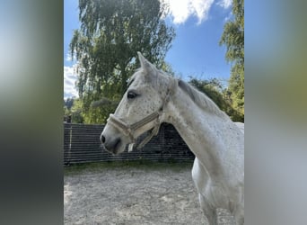 Other Warmbloods, Gelding, 12 years, 15,2 hh, Grey-Fleabitten