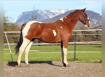 Other Warmbloods, Gelding, 12 years, 15,2 hh, Pinto