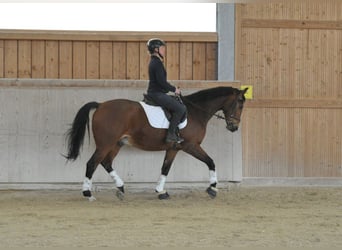 Other Warmbloods, Gelding, 12 years, 16.1 hh, Brown