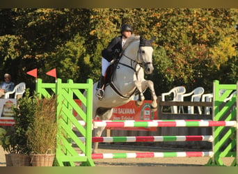 Other Warmbloods, Gelding, 12 years, 16.2 hh, Gray