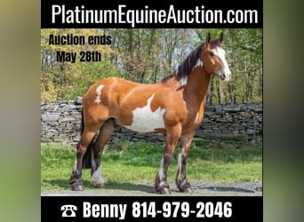 Other Warmbloods, Gelding, 12 years, 16.2 hh, Overo-all-colors