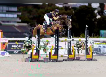 Other Warmbloods, Gelding, 12 years, 16 hh, Brown