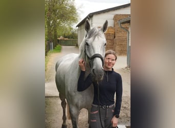 Other Warmbloods, Gelding, 12 years, 16 hh, Gray