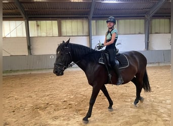 Other Warmbloods, Gelding, 12 years, 16 hh, Smoky-Black