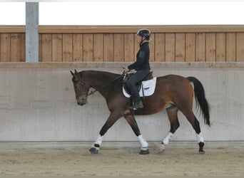 Other Warmbloods, Gelding, 12 years, 16,1 hh, Brown