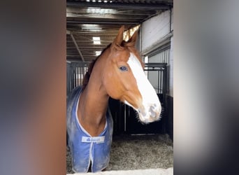 Other Warmbloods, Gelding, 12 years, 17.2 hh, Chestnut-Red
