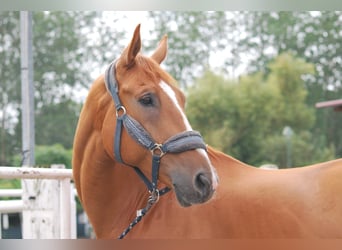 Other Warmbloods, Gelding, 12 years, 17 hh, Chestnut-Red