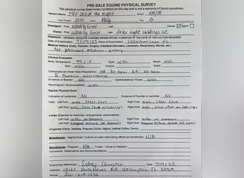 Other Warmbloods, Gelding, 12 years, Bay