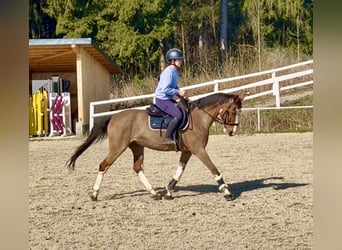 Other Warmbloods, Gelding, 13 years, 15.2 hh, Brown