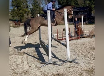 Other Warmbloods, Gelding, 13 years, 15.2 hh, Brown